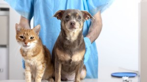 Among the consequences of rising temperatures are many risks to pets