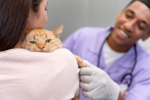Pet diseases and their link to parasites and rising temperatures