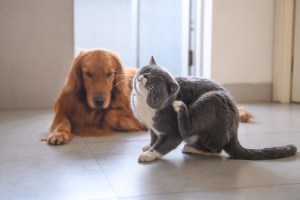 The most important parasites of pets: a health risk to dogs and cats