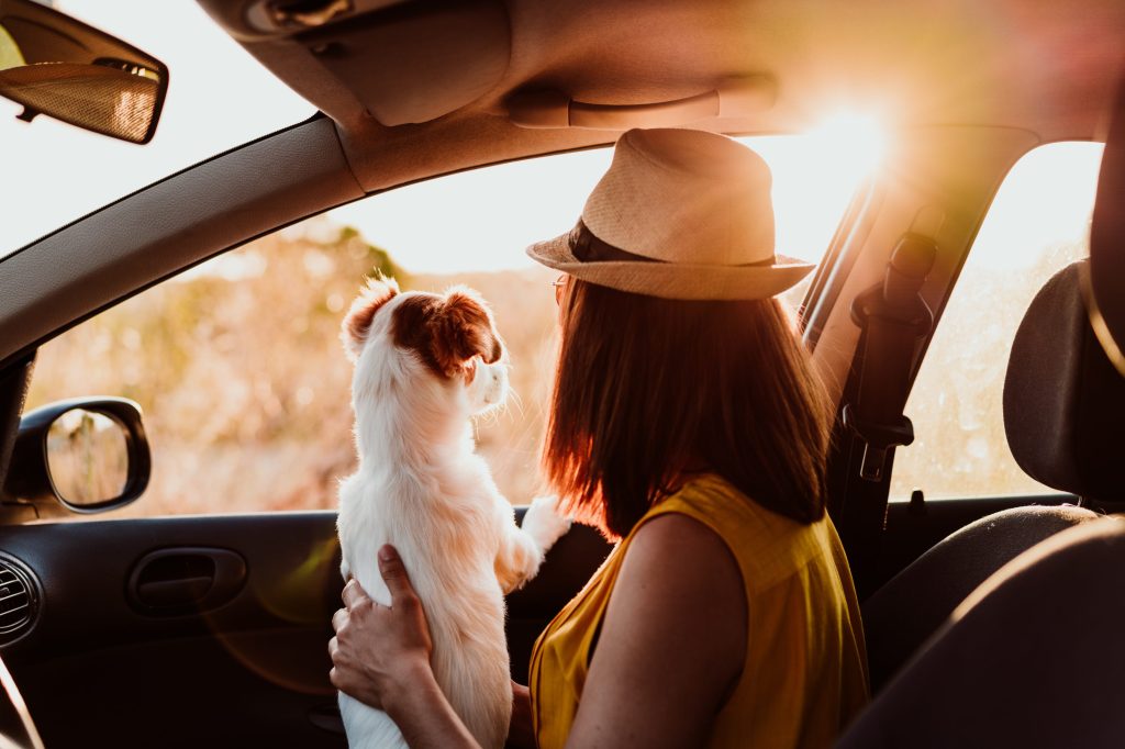 dog and pet owner looking by the window in the car