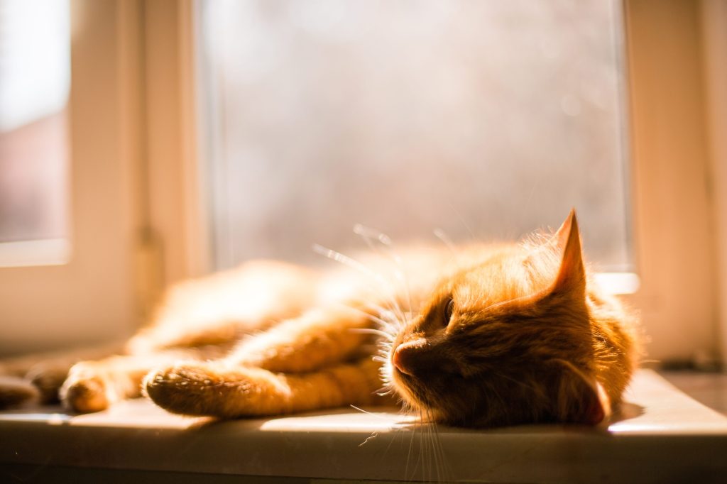 Rising temperatures and heat stress in pets