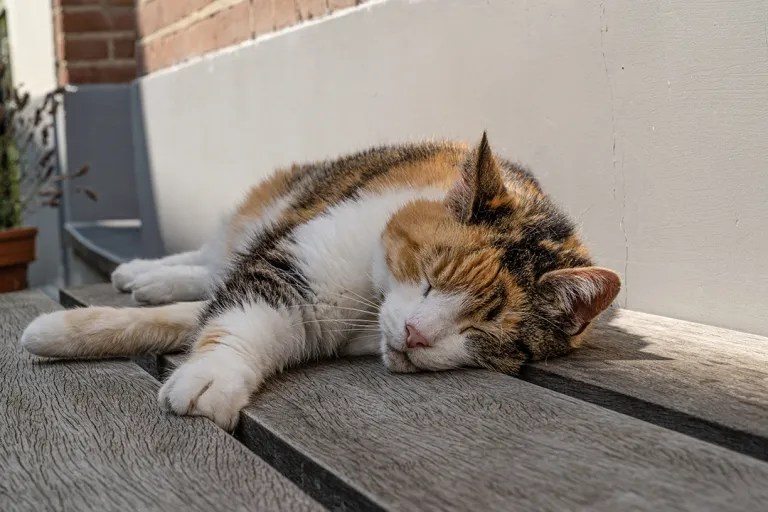 Cat heat exhaustion