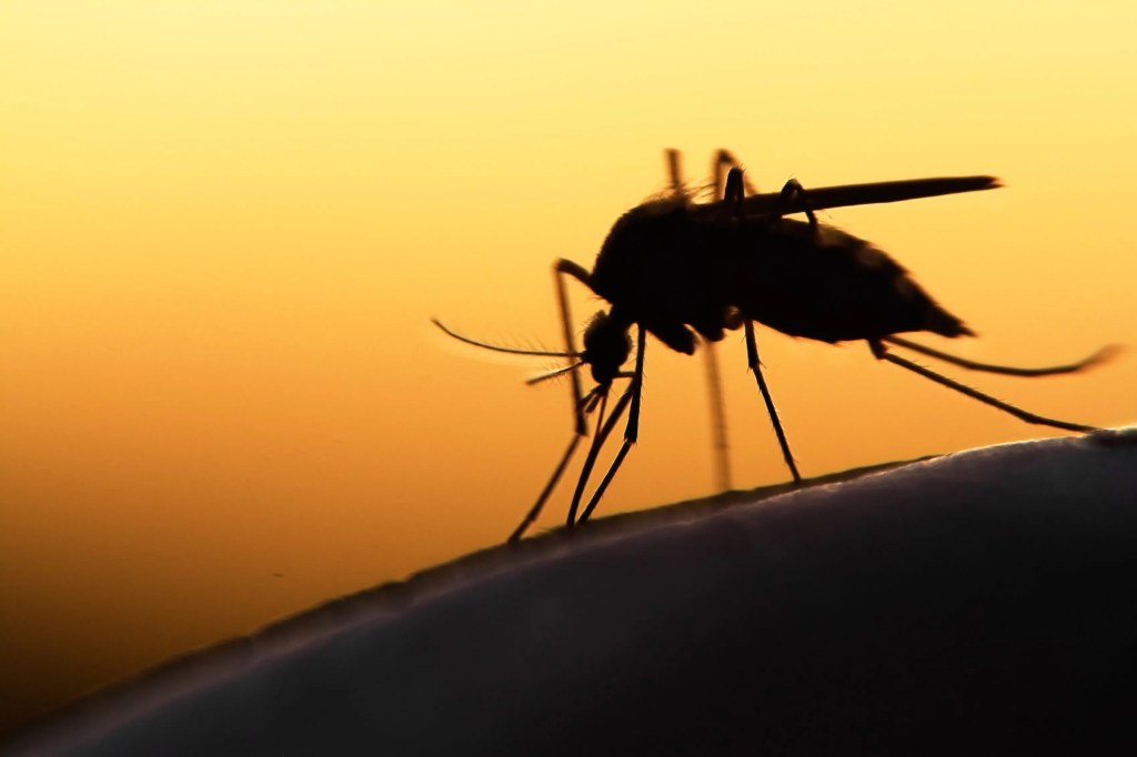 Mosquitos are a nuisance found all over the world, particularly around warm, damp environments like lakes and marshes.