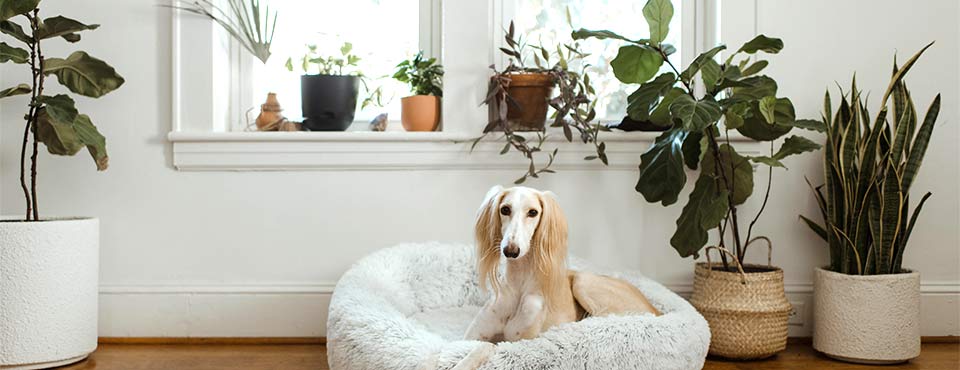 Do you know which household plants are toxic to your pets?