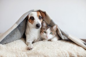 Discover the best pet solutions