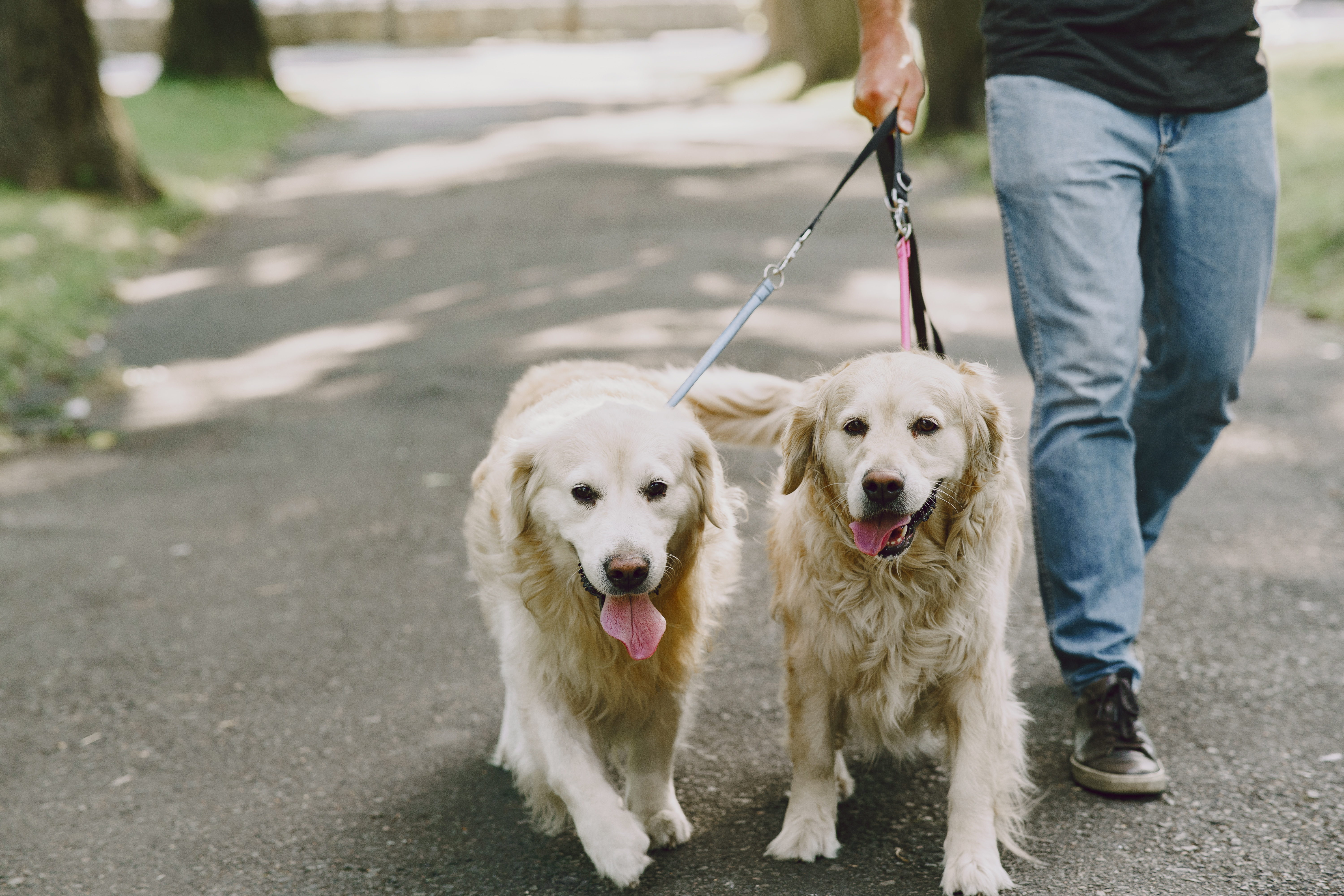 Dog Sitters: Everything you need to know