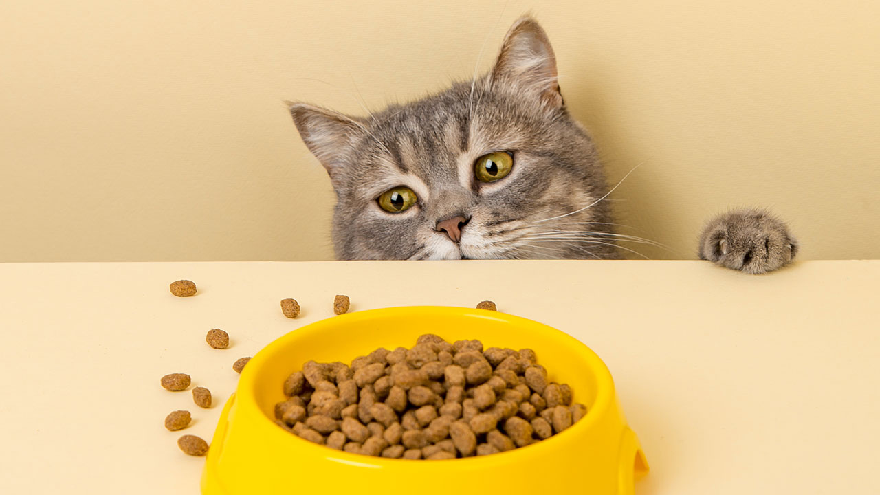 Pet Food Guide and advice