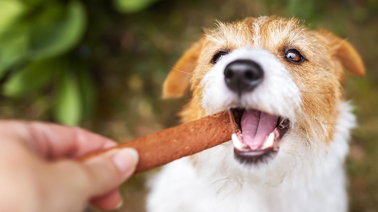The Best Pet Treats
