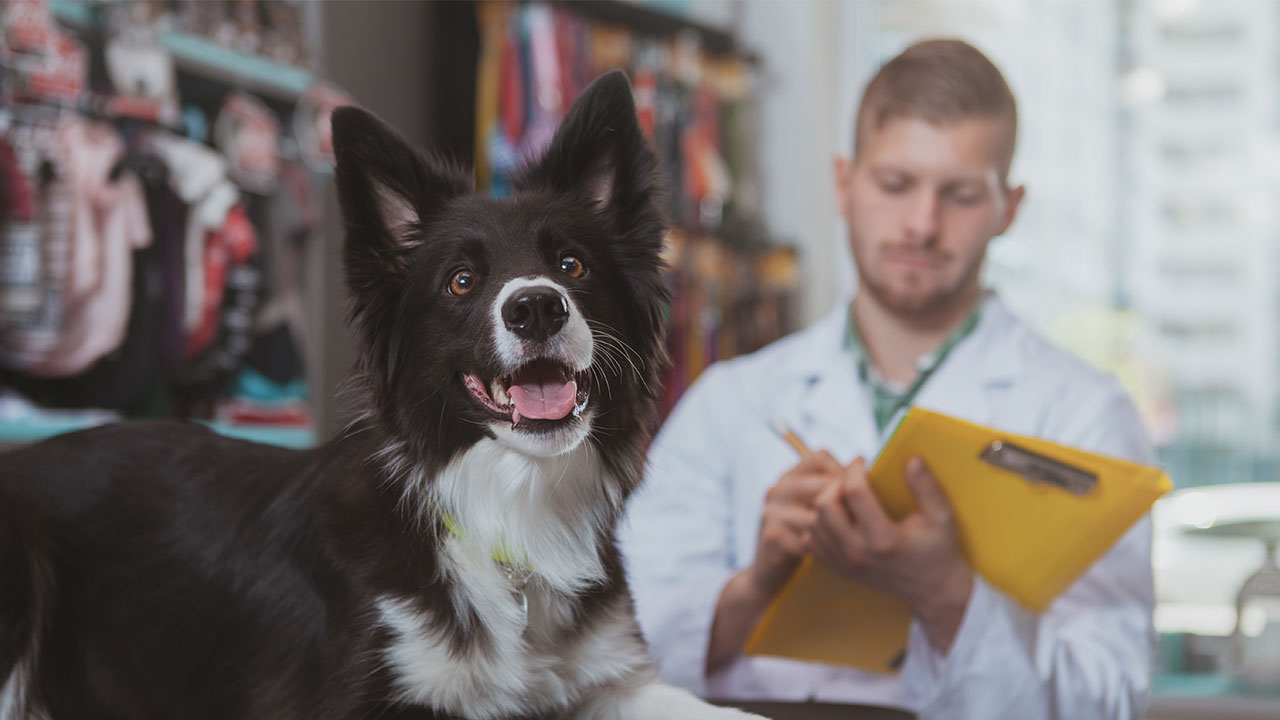 Pet Health tips and recommendations