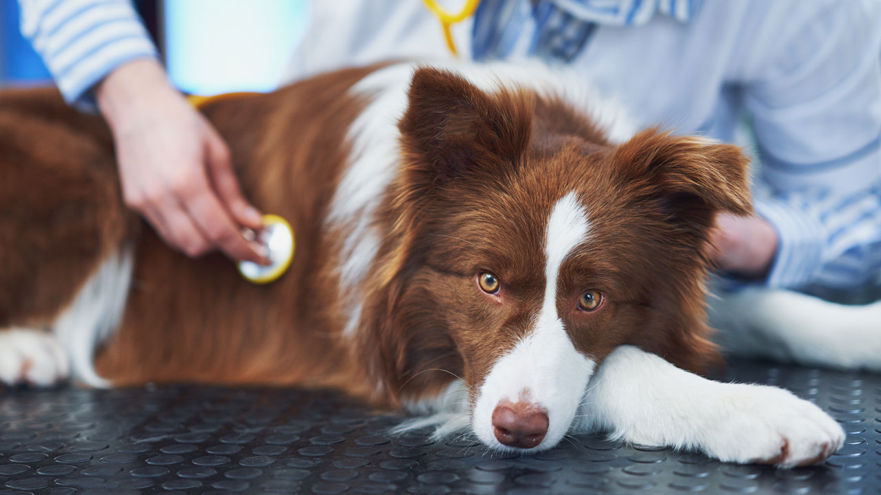Pet Health Issues - How take the best care of pets
