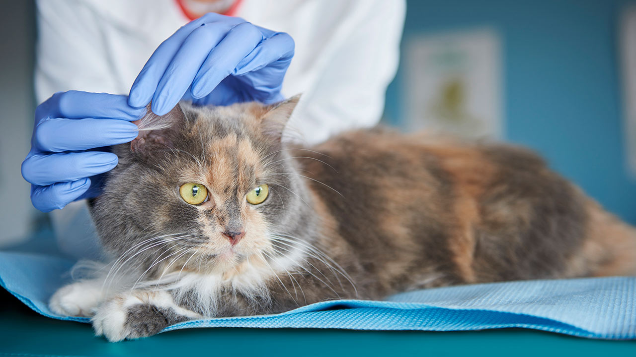 Pet Parasites - Advice, prevention and treatment