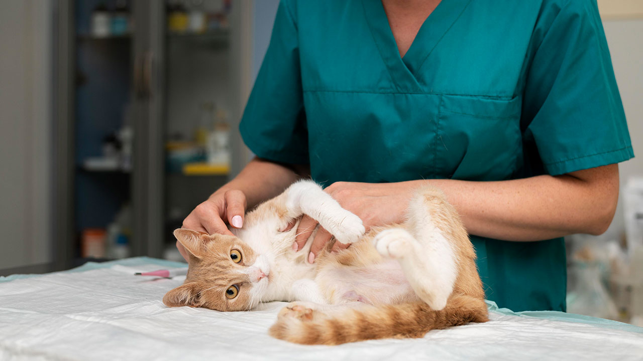 Pros and Cons of Spaying and Neutering Pets