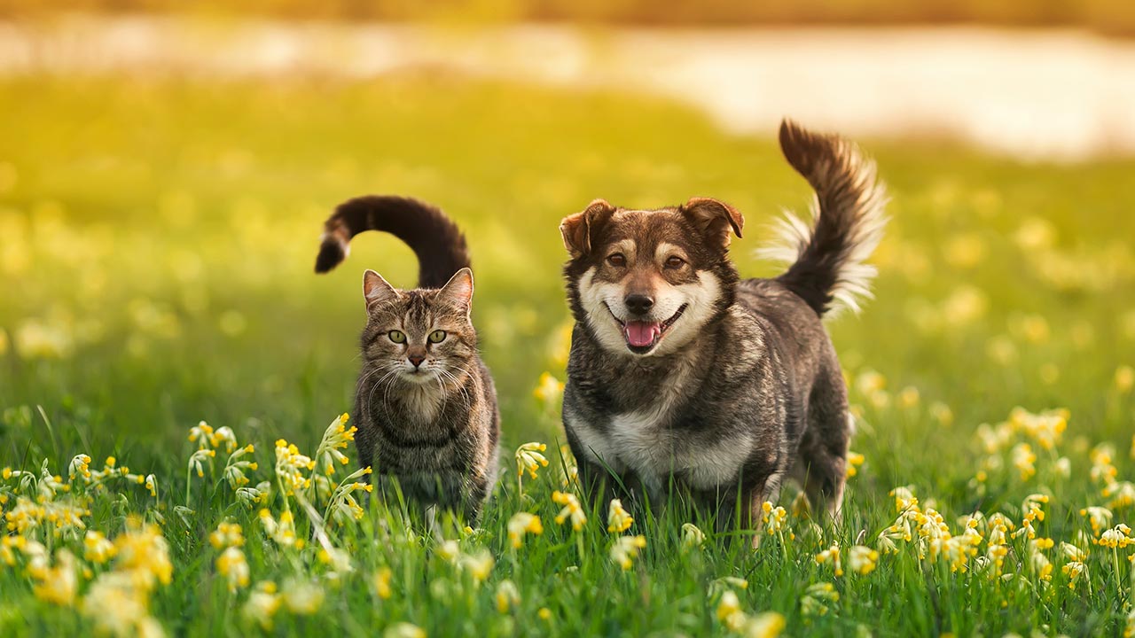 Pet Breeds all you need to know about them