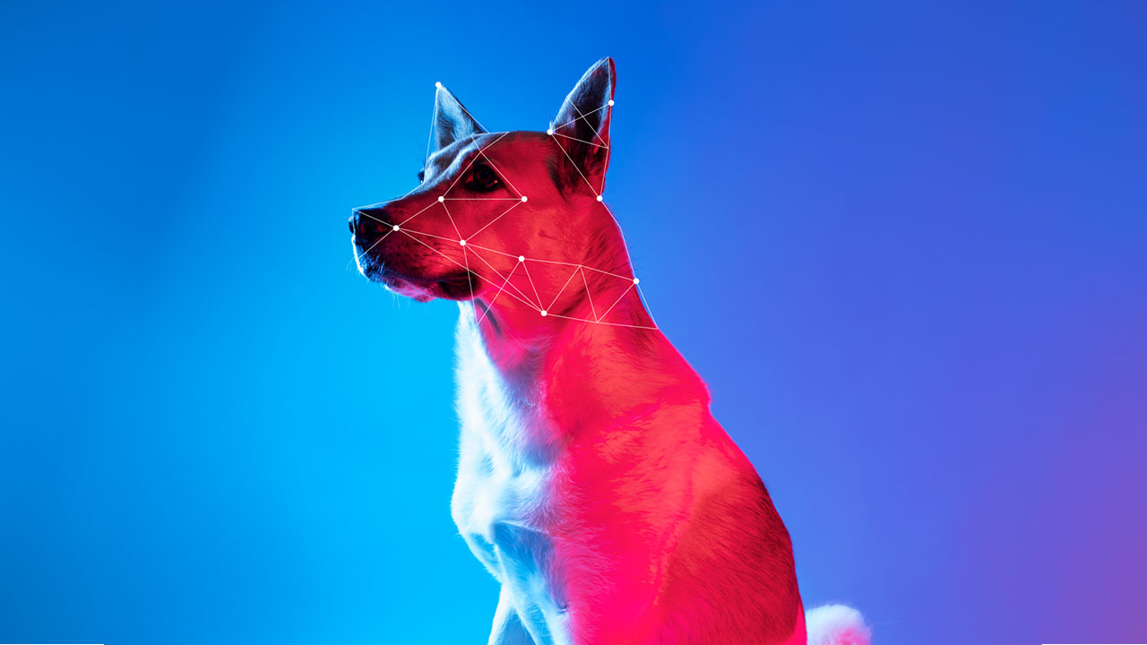 Pet Technology: All You Need To Know about pet tech