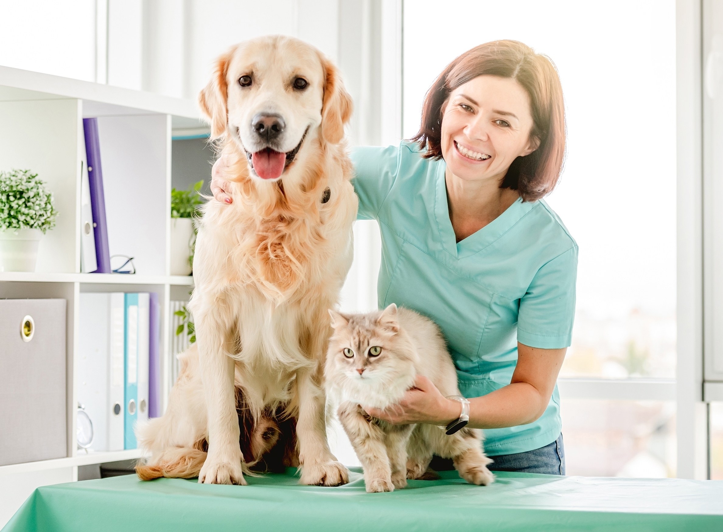 Smiling Woman Veterinarian With Golden Retriever Dog And Fluffy Cat